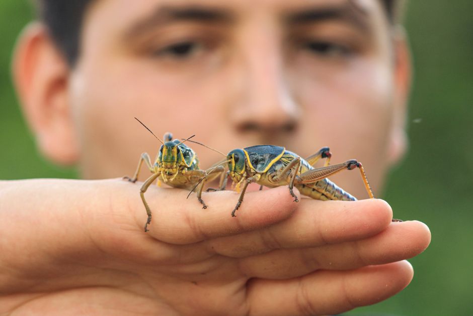 Vivid shot of exotic grasshoppers perched on a hand in Los Tepehuajes, México.